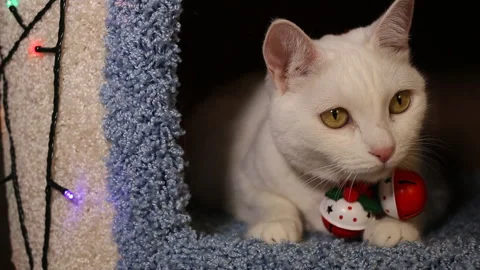 Portrait cat on shelf in front of cats tree at home on Christmas background Stock Footage 144908060