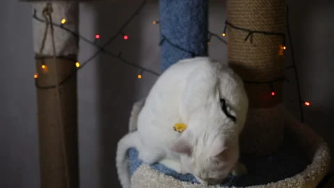 Portrait cat on shelf in front of cats tree at home on Christmas background Stock Footage 144908123