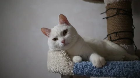 Portrait cat on shelf in front of cats tree at home on Christmas background Stock Footage 144908162
