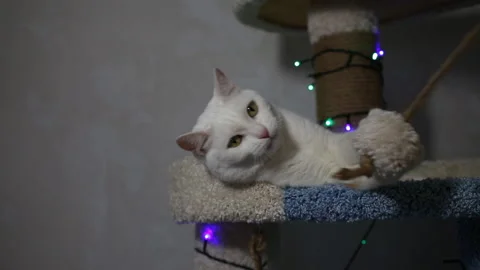Portrait cat on shelf in front of cats tree at home on Christmas background Stock Footage 144908209