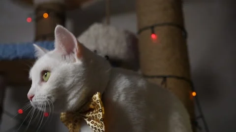 Portrait cat on shelf in front of cats tree at home on Christmas background Stock Footage 144908225