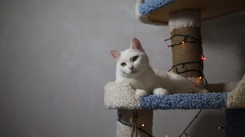 Portrait cat on shelf in front of cats tree at home on Christmas background Stock Footage 144908229
