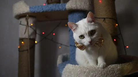 Portrait cat on shelf in front of cats tree at home on Christmas background Stock Footage 144908254