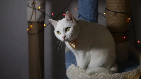 Portrait cat on shelf in front of cats tree at home on Christmas background Stock Footage 144908262