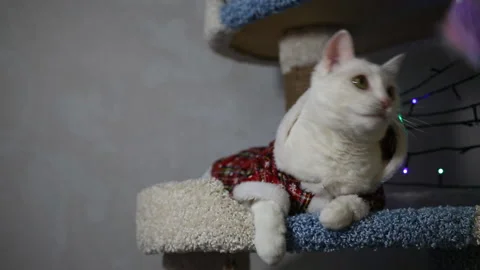 Portrait cat on shelf in front of cats tree at home on Christmas background Stock Footage 144908272