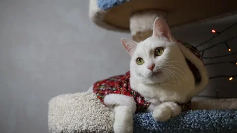 Portrait cat on shelf in front of cats tree at home on Christmas background Stock Footage 144908353