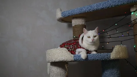 Portrait cat on shelf in front of cats tree at home on Christmas background Stock Footage 144908417
