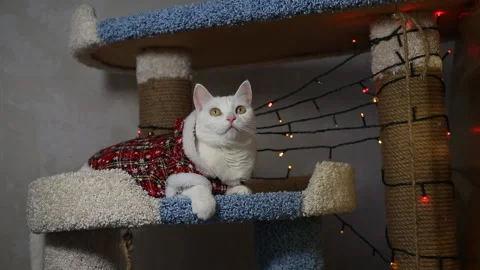 Portrait cat on shelf in front of cats tree at home on Christmas background Stock Footage 144908570