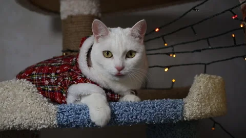 Portrait cat on shelf in front of cats tree at home on Christmas background Stock Footage 144908612