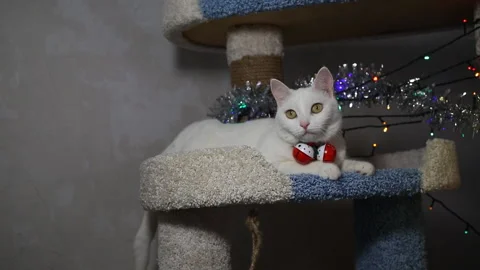 Portrait cat on shelf in front of cats tree at home on Christmas background Stock Footage 144908837