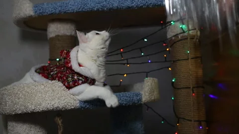 Portrait cat on shelf in front of cats tree at home on Christmas background Stock Footage 144908898