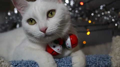 Portrait cat on shelf in front of cats tree at home on Christmas background Stock Footage 144909059