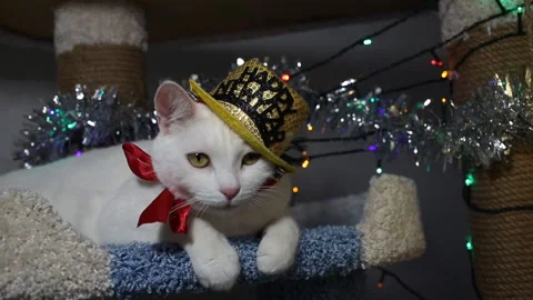 Portrait cat on shelf in front of cats tree at home on Christmas background Видео 144909157