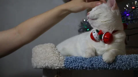 Portrait cat on shelf in front of cats tree at home on Christmas background Stock Footage 144909338