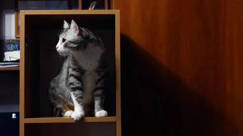 Portrait of a cat sitting in a closet, looking attentively at the camera. Stock Footage 303765789