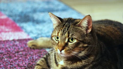 Portrait of cat sitting down looking around. 動画素材 217657310