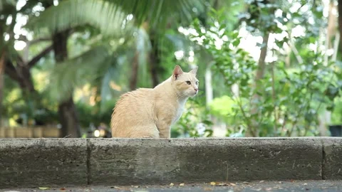 Portrait Cat Sitting in Park Stock Footage 153574717
