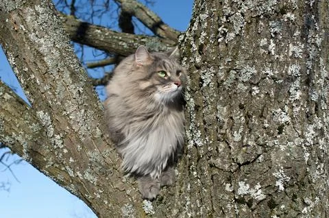 Portrait of a cat sitting on a tree Stock Photos