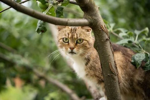 Portrait of a cat sitting on a tree Foto stock