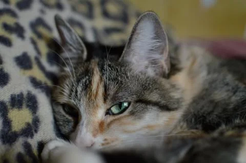 Portrait of a cat sleeping on the couch Foto stock