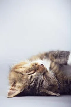 Portrait of a cat sleeping on a gray background, domestic pet Stock Photos