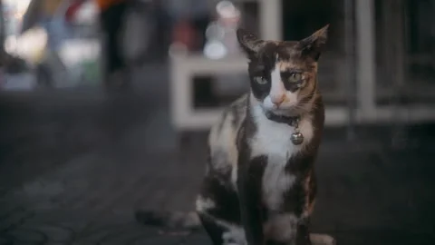 Portrait cat on the street Stock Footage 290298084