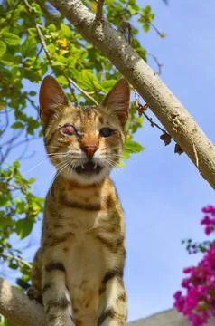 Portrait of a cat on tree Stock Photos