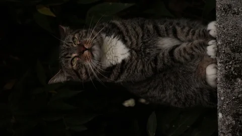 Portrait of cat vertical shot 動画素材 83428492