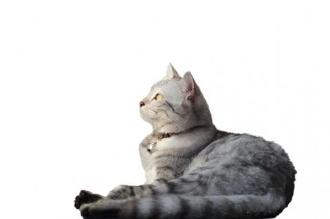 Portrait Of Cat On White Background Stock Photos