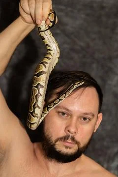 Portrait of caucasian man with Python regius snake on gray background. Selective Photos