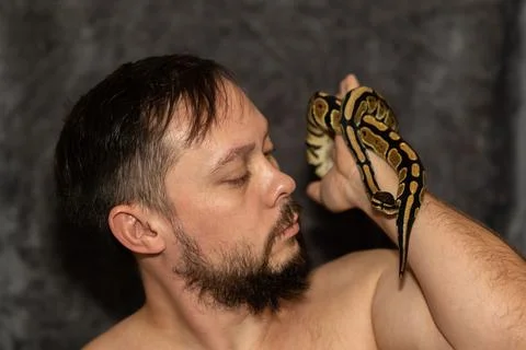 Portrait of caucasian man with Python regius snake on gray background. Selective Stock Photos