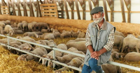 Portrait of Caucasian old gray-haired man shepherd with beard sitting in barn Stock Footage 138544191