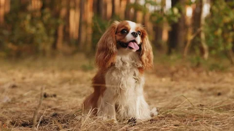 Portrait of Cavalier King Charles Spaniel in the park Stock Footage 276964744