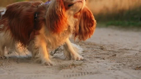 Portrait of Cavalier King Charles Spaniel in the park Stock Footage 277260396
