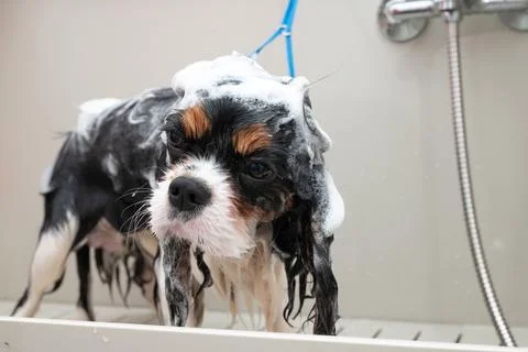 Portrait of Cavalier King Charles spaniel dog taking shower with shampoo. dog Stock Photos