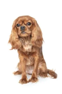 Portrait of cavalier spaniel Stock Photos
