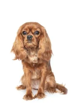 Portrait of cavalier spaniel Foto stock