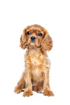 Portrait of cavalier spaniel puppy isolated Foto stock