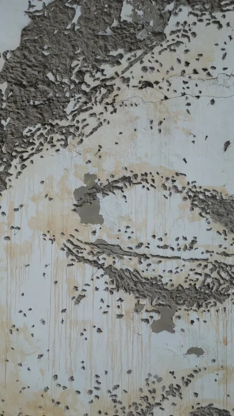Portrait of Cesaria Evora made on the entire wall Stock Footage 254555136