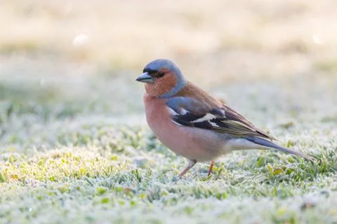 Portrait of a chaffinch Stock Photos