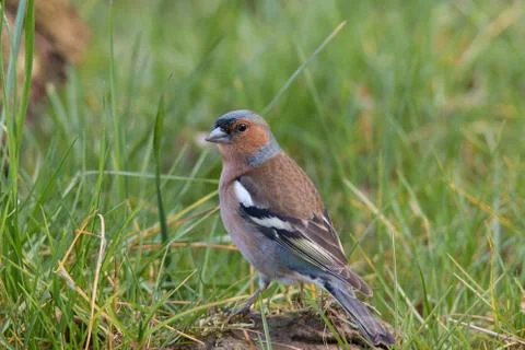 Portrait of a chaffinch Stock Photos
