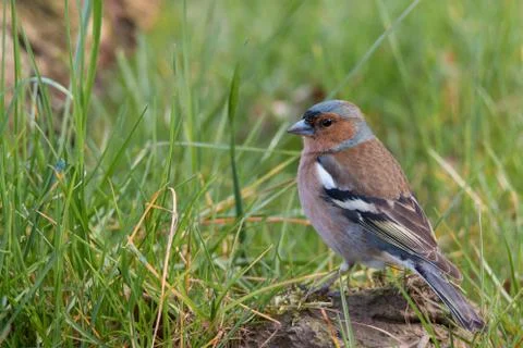 Portrait of a chaffinch Stock Photos
