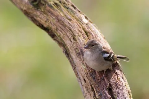Portrait of a chaffinch Stock Photos