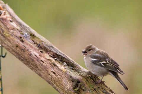 Portrait of a chaffinch Stock Photos