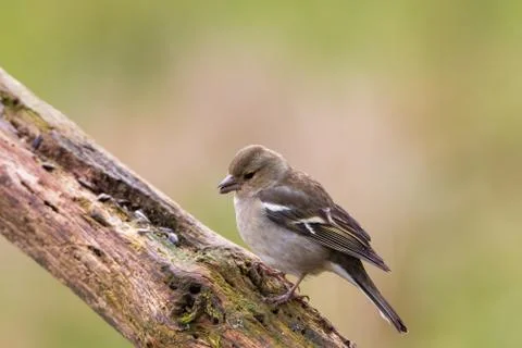 Portrait of a chaffinch Stock Photos