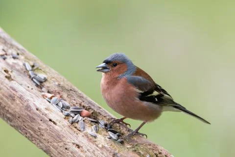 Portrait of a chaffinch Stock Photos
