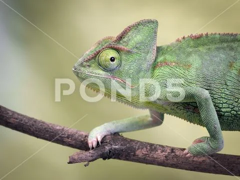 Portrait of a chameleon. Green background, wildlife Stock Photos