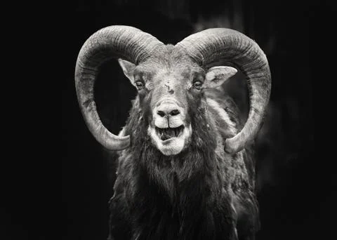 Portrait of cheerful goat Stock Photos