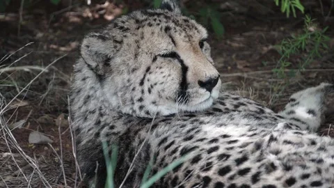 Portrait of a cheetah Stock Footage 171822569