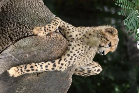 Portrait of a cheetah Stock Photos